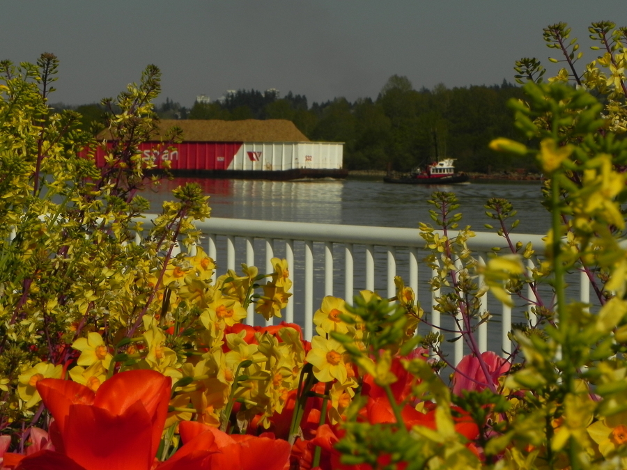 Fraser River  Tugboat in Springtime