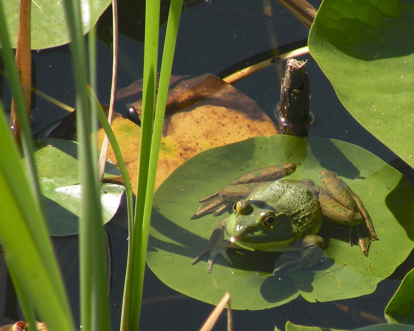 Frog on a lily pad