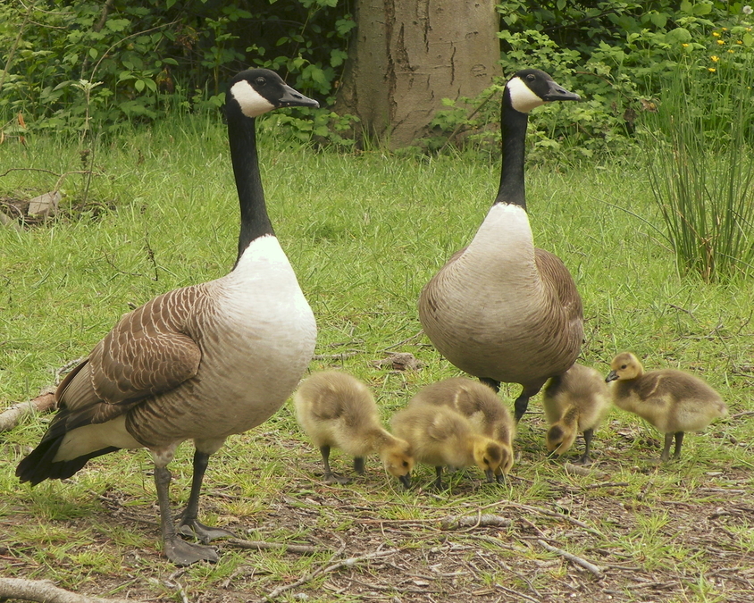 Geese and Goslings