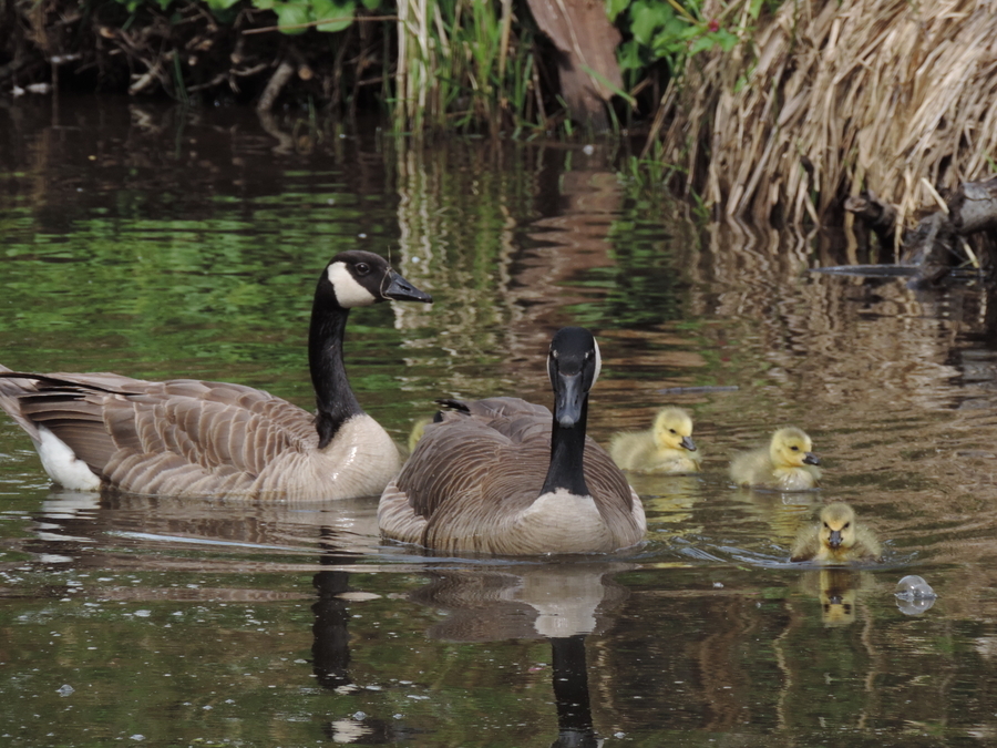 Geese & goslings