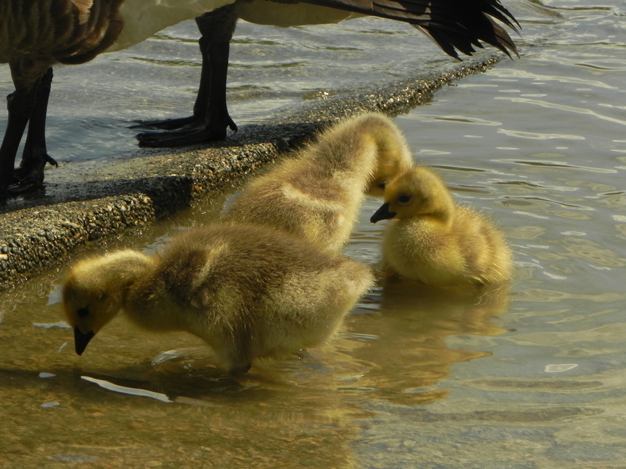 Goslings