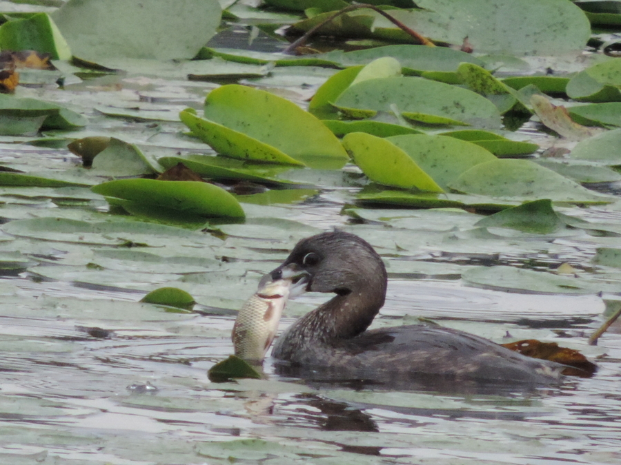 Grebe Catch