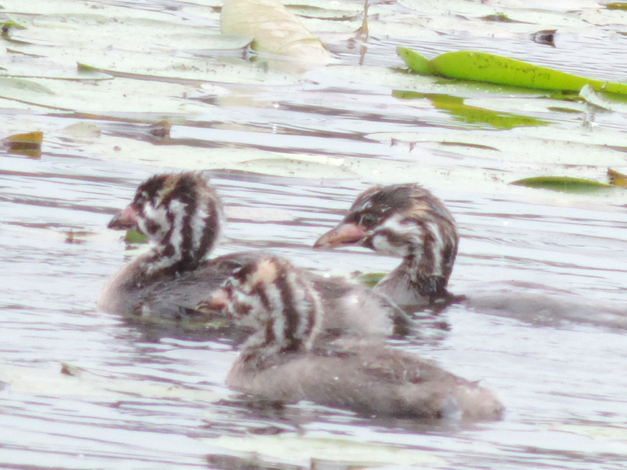 Grebe Ducklings