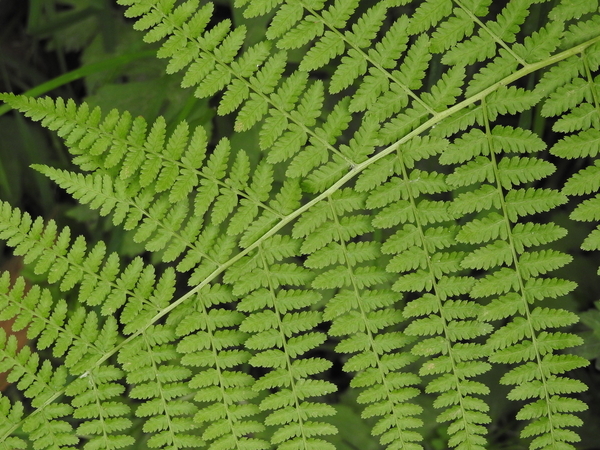 Green Fern