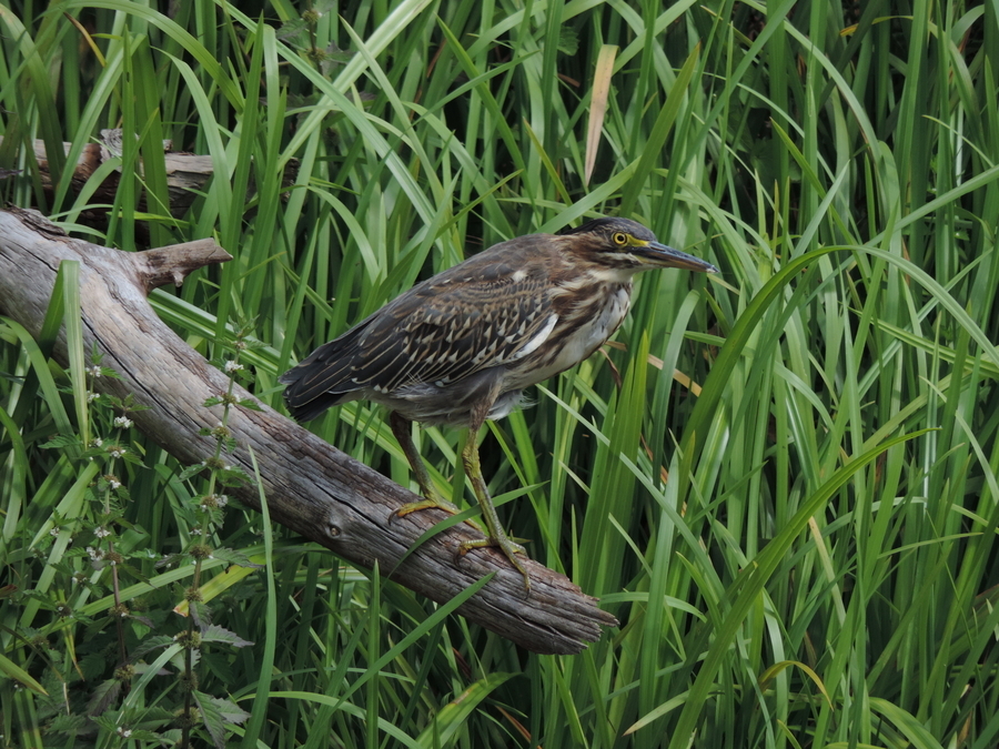 Green Heron