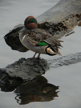 Green Tealed  Duck