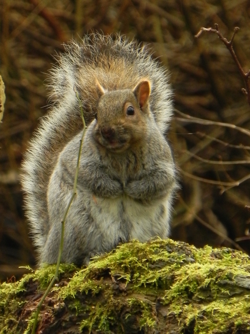 Grey Squirrel, Stanley Park