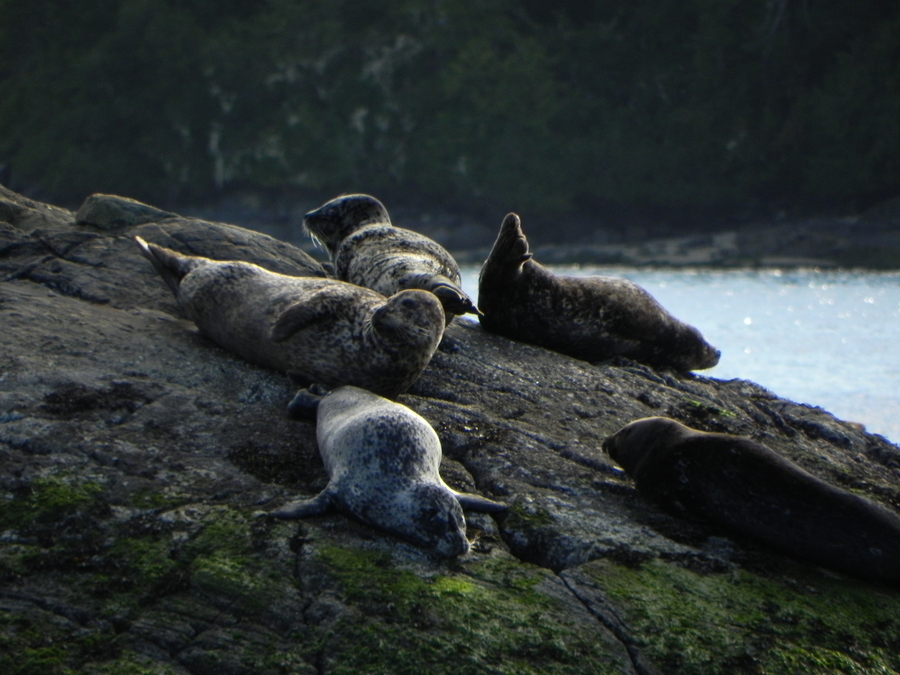 Harbour Seals