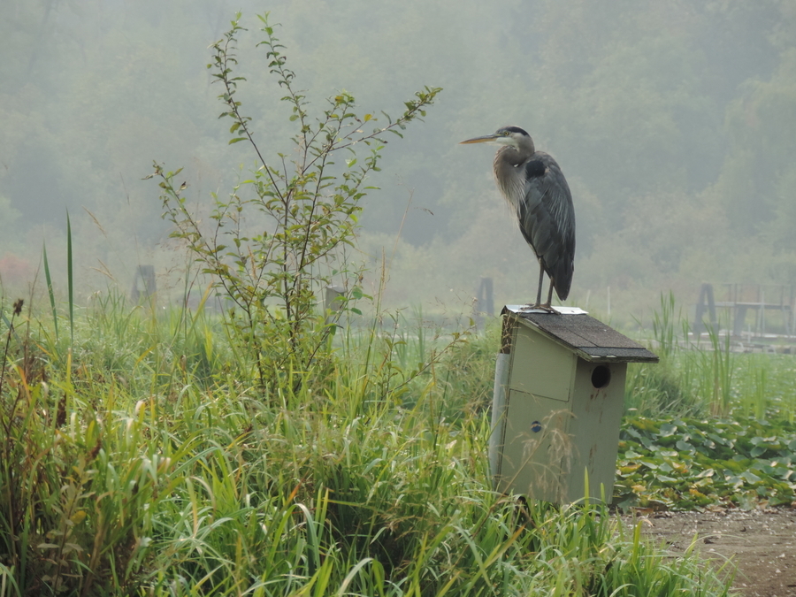 Heron Landing