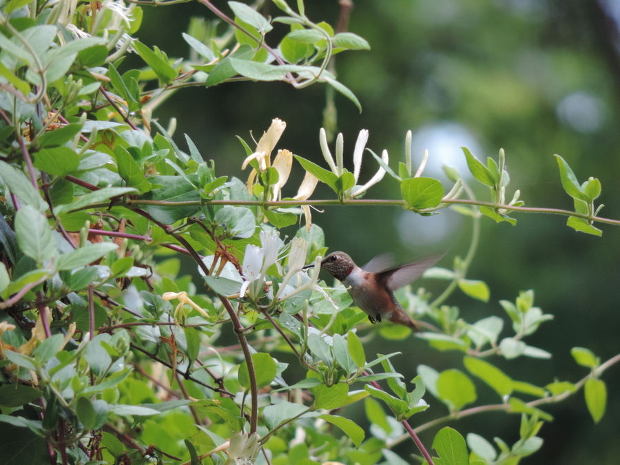 Honeysuckle Visitor