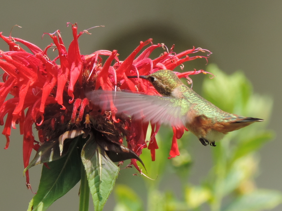 Hovering over Red Fireball Flower