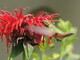 Hovering over Red Fireball Flower