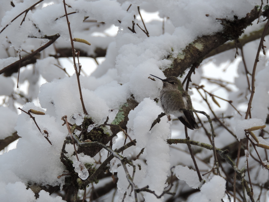 Hummingbird in the Snow