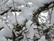 Hummingbird in the Snow