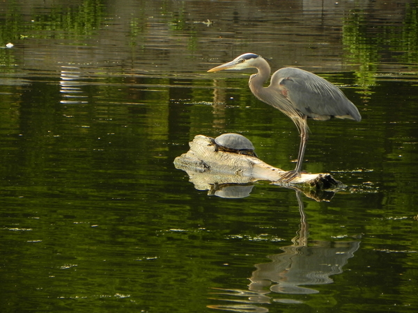 Heron & Turtle