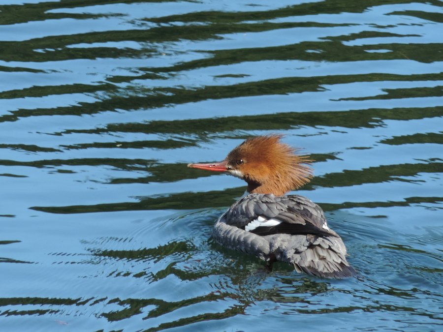 Juneau Merganser