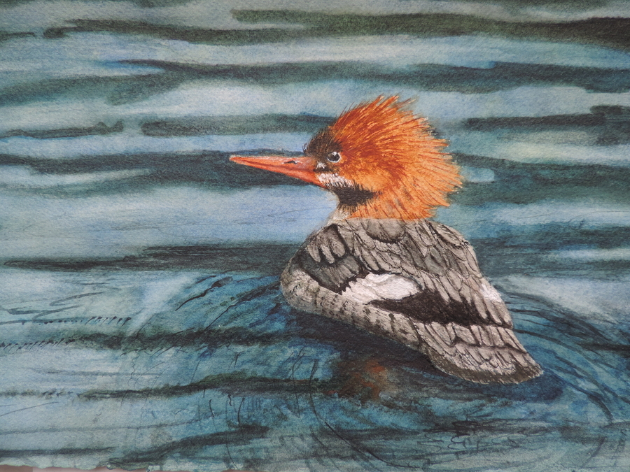 Juneau Merganser