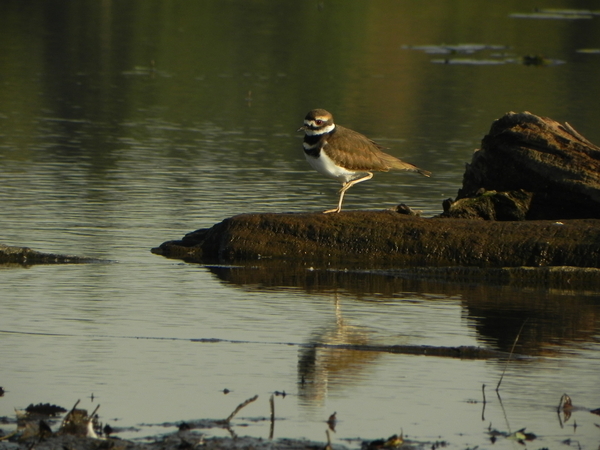 Killdeer Shorebird