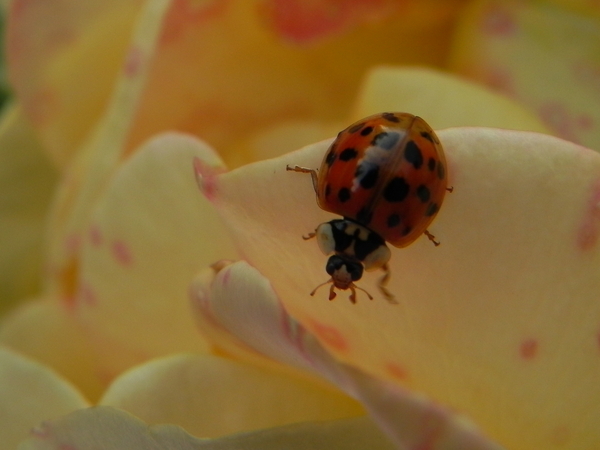 Ladybug on a rose petal