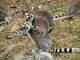 Lemurs and baby