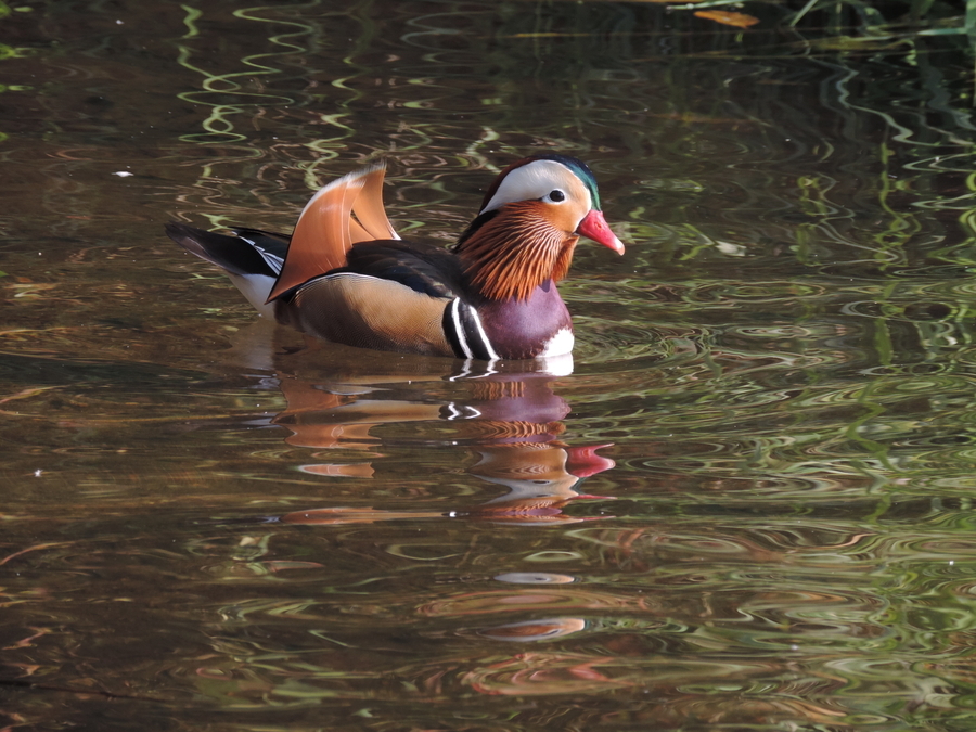 Local Mandarin duck