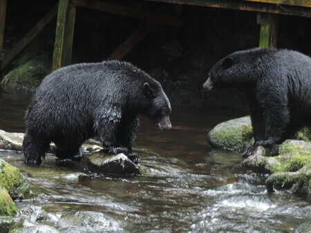 Male & Female Bear dual