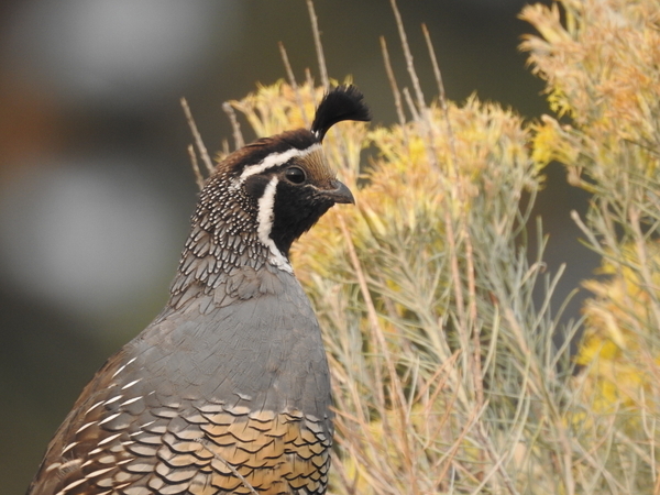 Male Quail in sagebrush