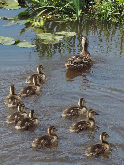 Mallard Ducklings