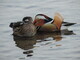 Male Mandarin & Female Mallard Duck couple