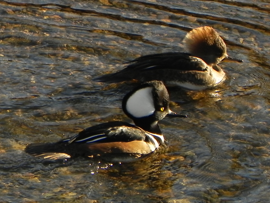 Mergansers