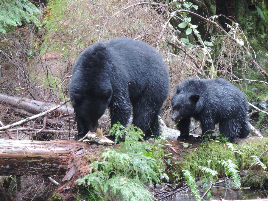 Mother Bear & Cub