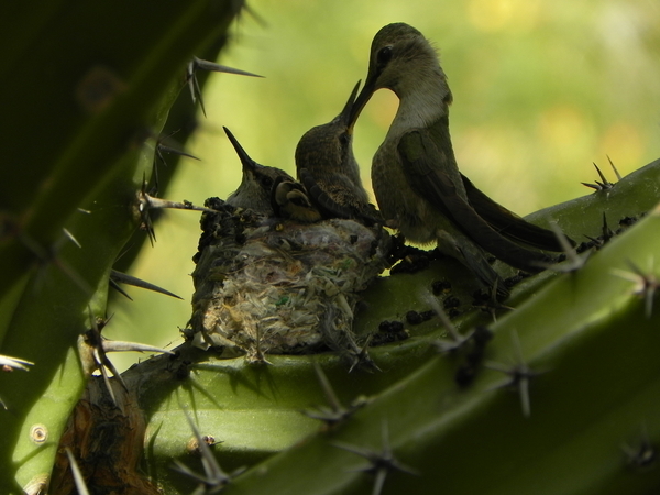 Mother feeding  2 baby hummingbirds in nest