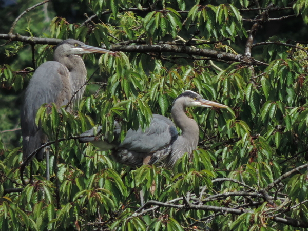 Nesting Herons