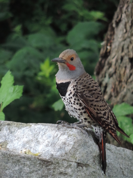 Northern Flicker