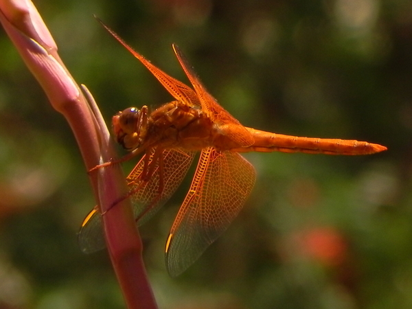 Orange Dragonfly