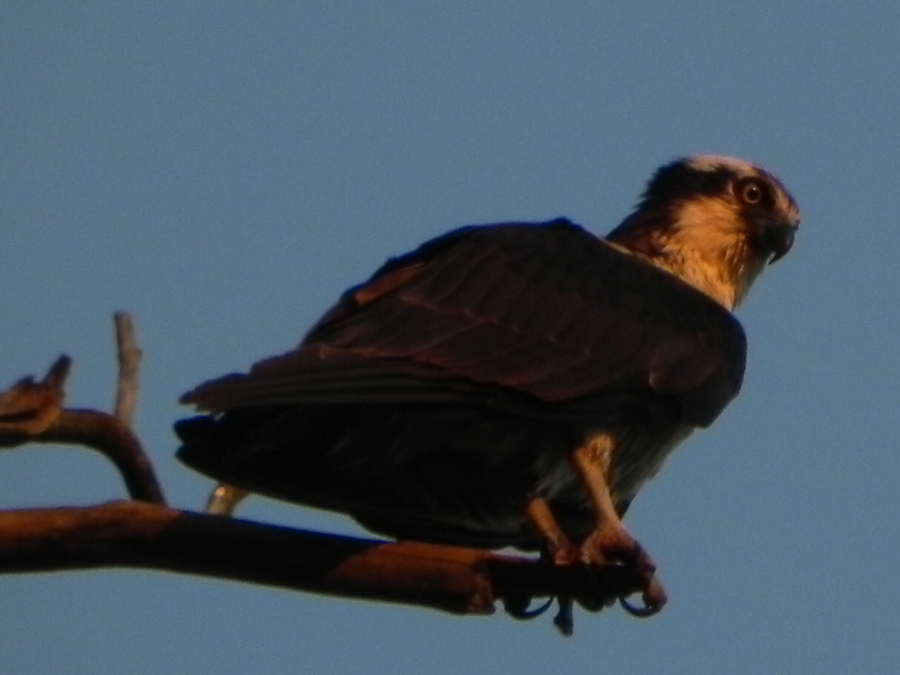 Osprey in Deer Lake