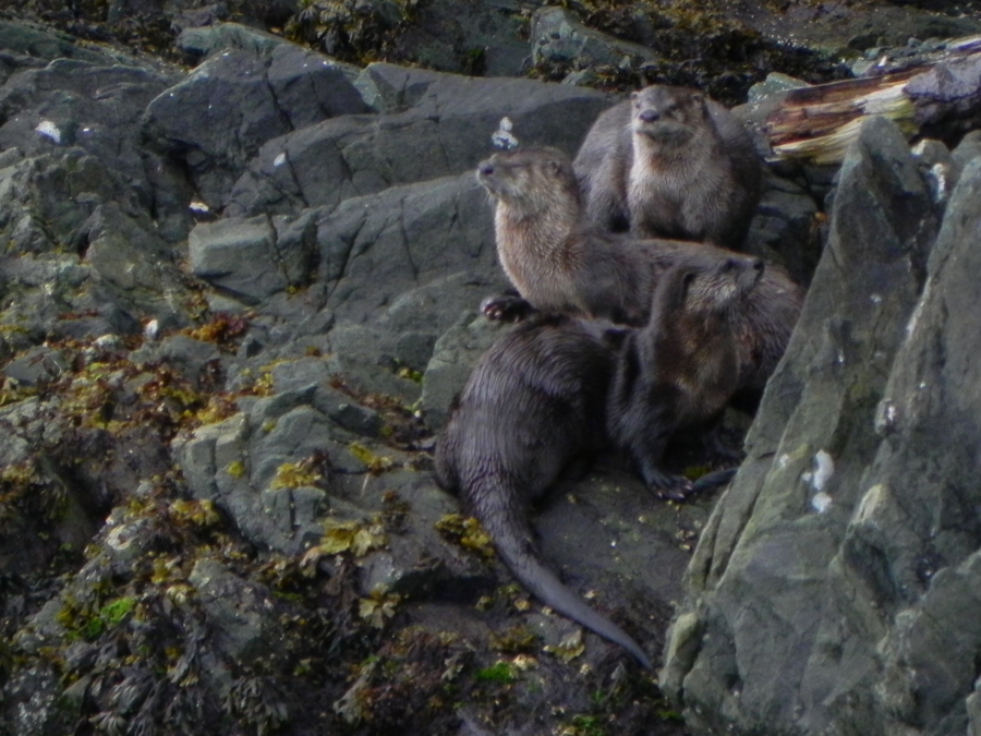 Otters