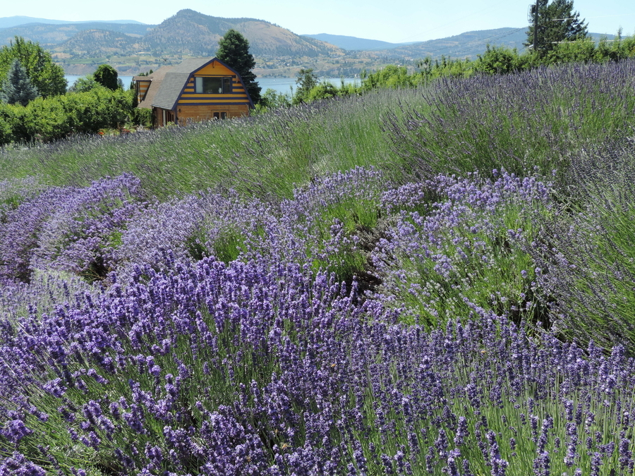 Penticton Lavendar