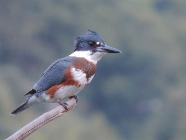 Perched Kingfisher