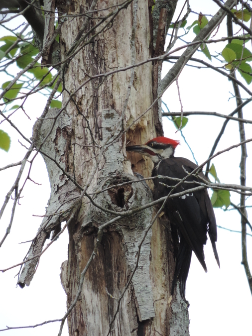 Pileated Woodpecker