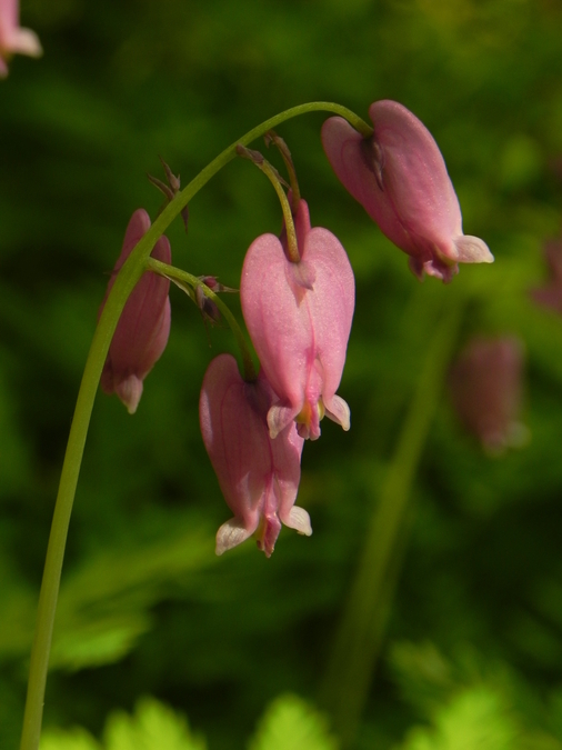 Pink Hearts