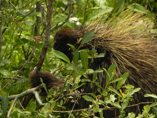 Porcupine