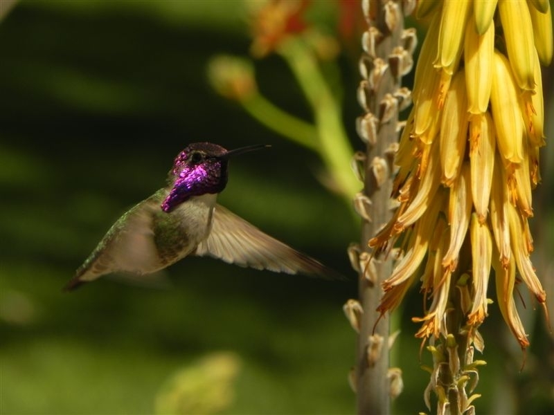 Purple Hummer &  Agave Flowers