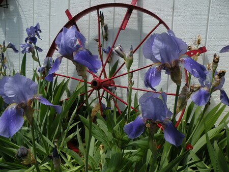 Purple Iris's on a Farm