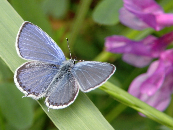 Purple Butterfly