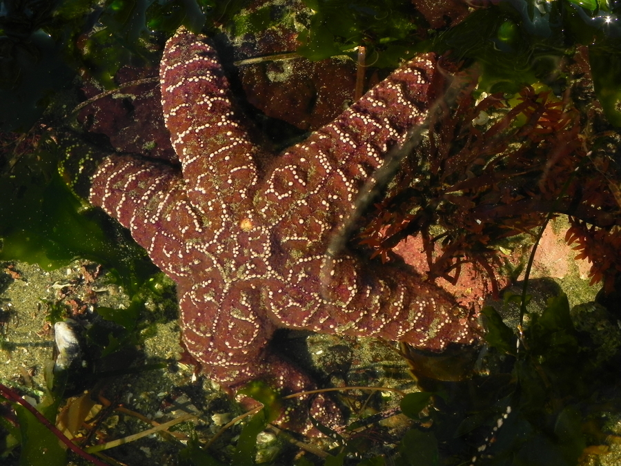 Purple StarFish