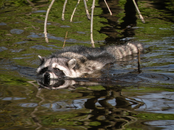 Swimming Racoon