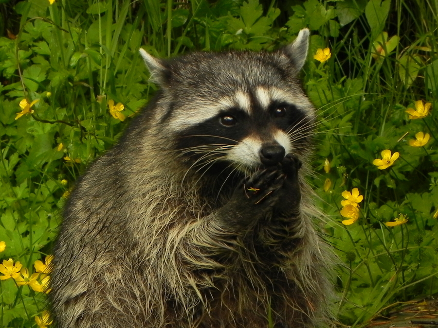 Racoon  in Stanley Park