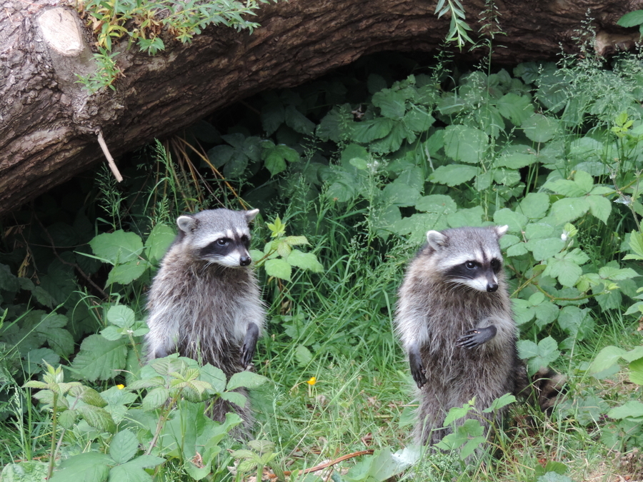 Racoon Pair