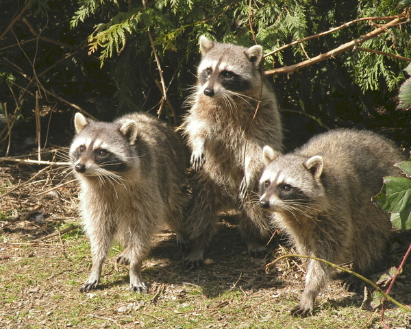 Racoons in Stanley Park